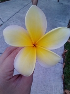 Plumeria. This is one from around the neighborhood. We will be either planting this or the candy stripe version in front of our house.